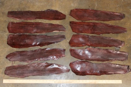 (10) Dyed and Tanned Burgundy EEL Skins (ONE$)
