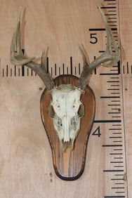 8-Point WHITETAIL DEER Skull on a Wooden Plaque