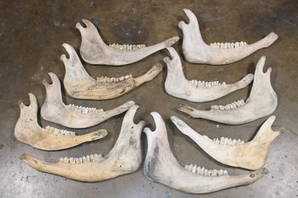 (10) COW Jaw Bones with Their Teeth (ONE$)
