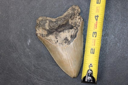 MEGALODON Shark Tooth Fossil
