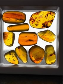(10) Pieces of Authentic Myanmar AMBER Fossils with Multiple Prehistoric Insect Inclusions (ONE$)