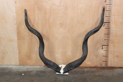 KUDU Horns on a Skull Cap