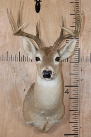 8-Point WHITETAIL DEER Shoulder Mount
