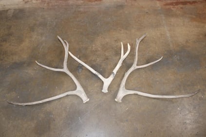 (3) PERE DAVID'S Antler Sheds (ONE$)