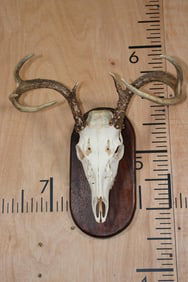 Small 7-Point WHITETAIL DEER Skull on a Wood Plaque