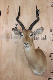 IMPALA Shoulder Mount