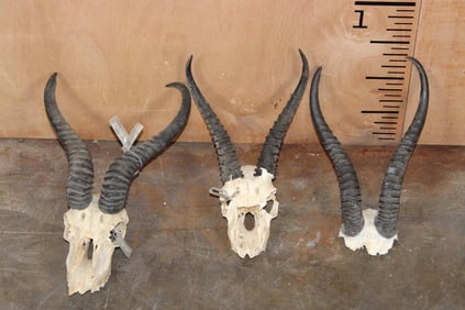 (2) Partial SPRINGBOK Skulls and (1) SPRINGBOK Horns on a Skull Cap (ONE$)