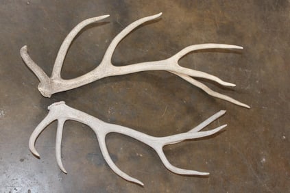 (2) RED STAG Antler Sheds (ONE$)