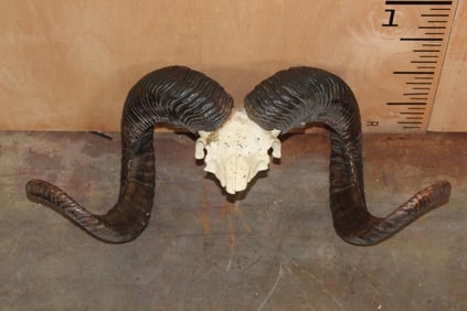 CORSICAN Ram Horns on a Skull Cap