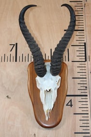 Big SPRINGBOK Skull on a Wooden Plaque