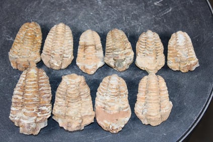 (10) TRILOBITE Fossils from Morocco (ONE$)