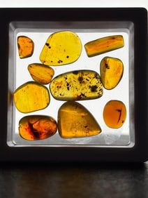 (10) Pieces of Authentic Myanmar AMBER Fossils with Multiple Prehistoric Insect Inclusions (ONE$)