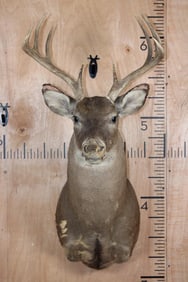 10-Point WHITETAIL DEER Shoulder Mount