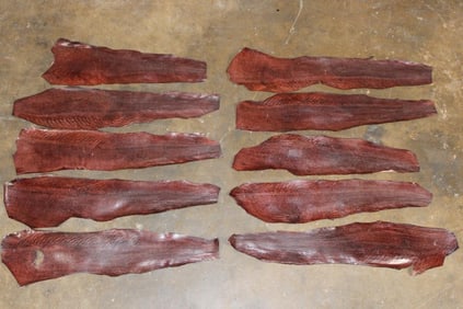 (10) Dyed and Tanned Burgundy EEL Skins (ONE$)