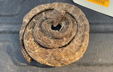 Life-sized Coiled RATTLESNAKE with 11 Rattles and Ready to Strike