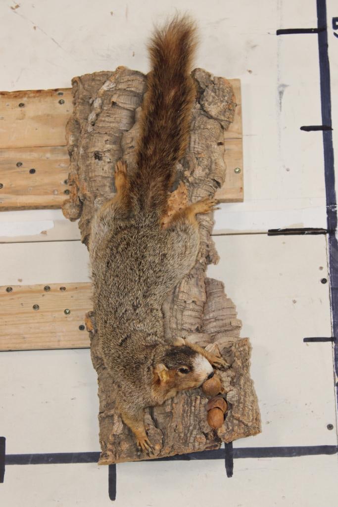Life-sized FOX SQUIRREL Mounted on a Real Piece of Tree Bark (1 of 8)