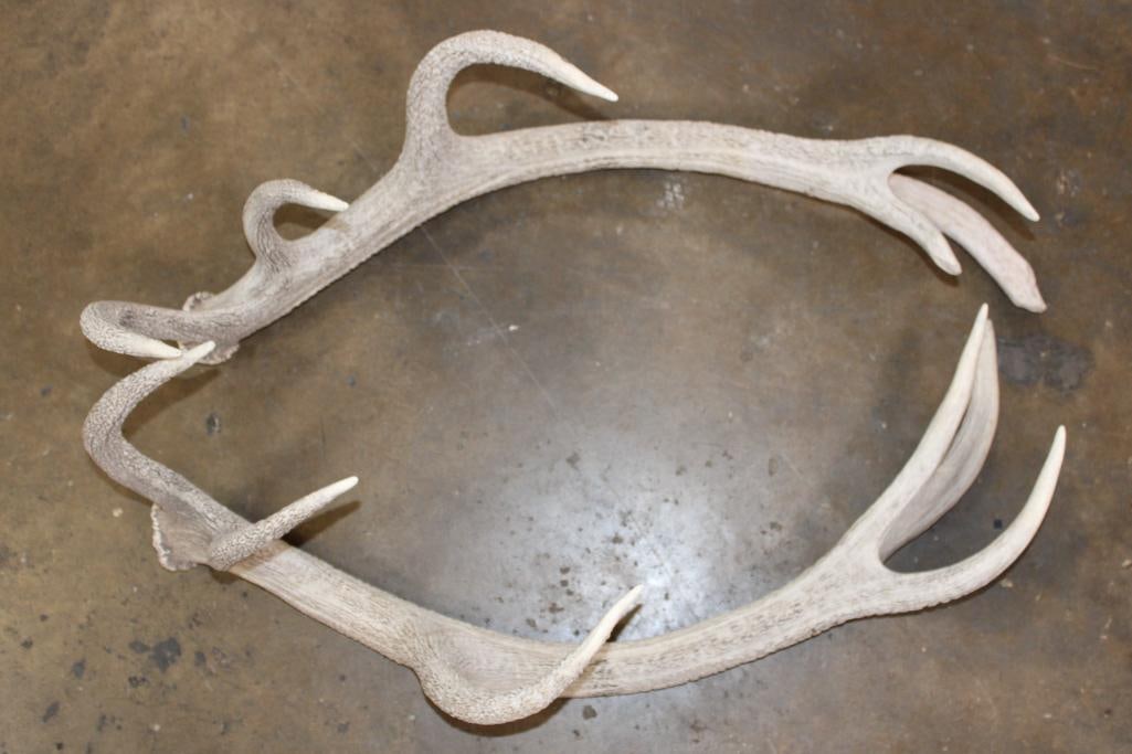 (2) RED STAG Antler Sheds (ONE$) (1 of 3)