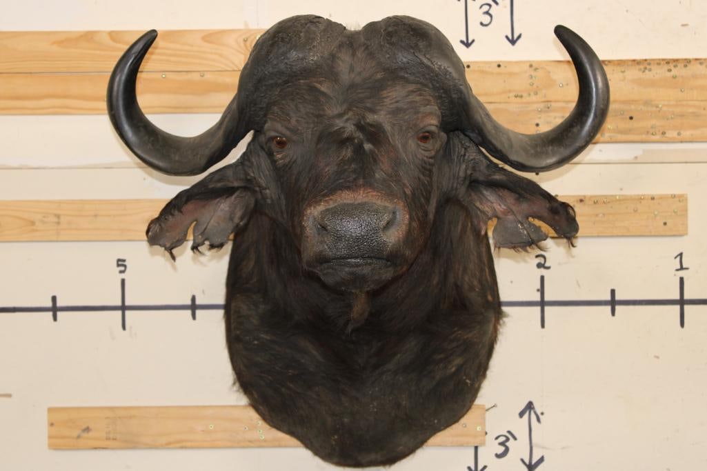 CAPE BUFFALO Shoulder Mount (1 of 10)