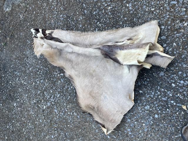 Tanned and Dried AFRICAN GEMSBOK Cape for a Taxidermy Shoulder Mount (1 of 6)