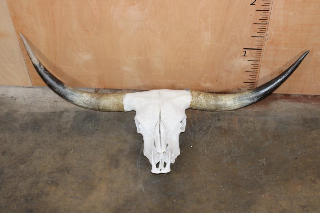 TEXAS LONGHORN Skull with Removable Horns (1 of 7)
