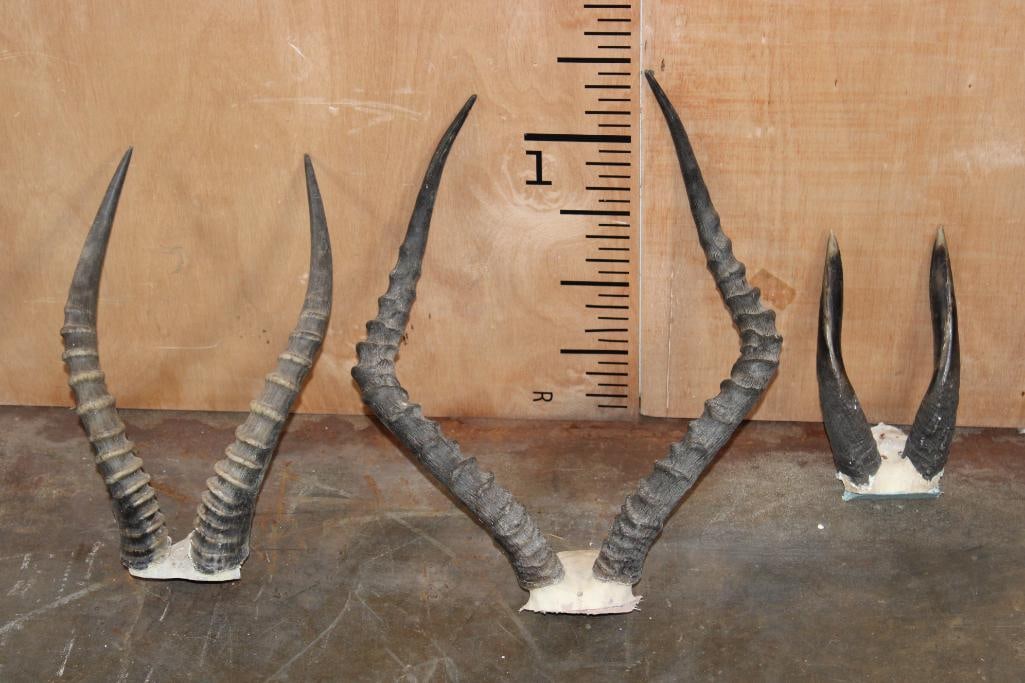 (1) BLESBOK, (1) IMPALA, and (1) BUSHBUCK Horns on Skull Caps (ONE$) (1 of 4)