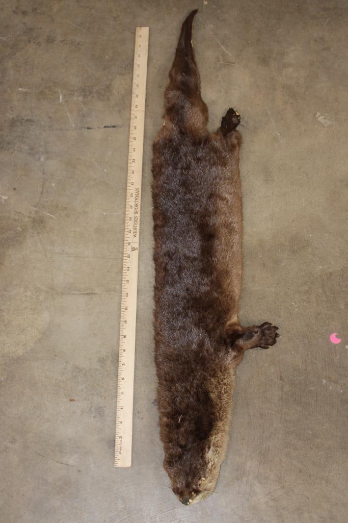 RIVER OTTER Pelt/Hide/Fur: Nice and Soft RIVER OTTER Pelt/Hide/Fur. It measures 39" Long. TAXIDERMY