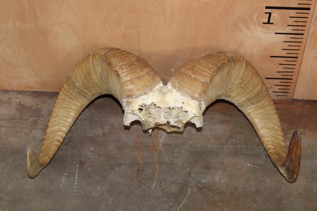 DALL SHEEP Ram Horns on a Skull Cap (1 of 4)