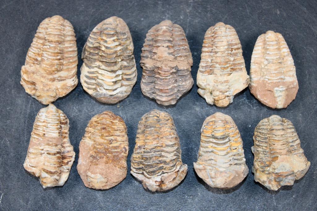 (10) TRILOBITE Fossils from Morocco (ONE$) (1 of 7)