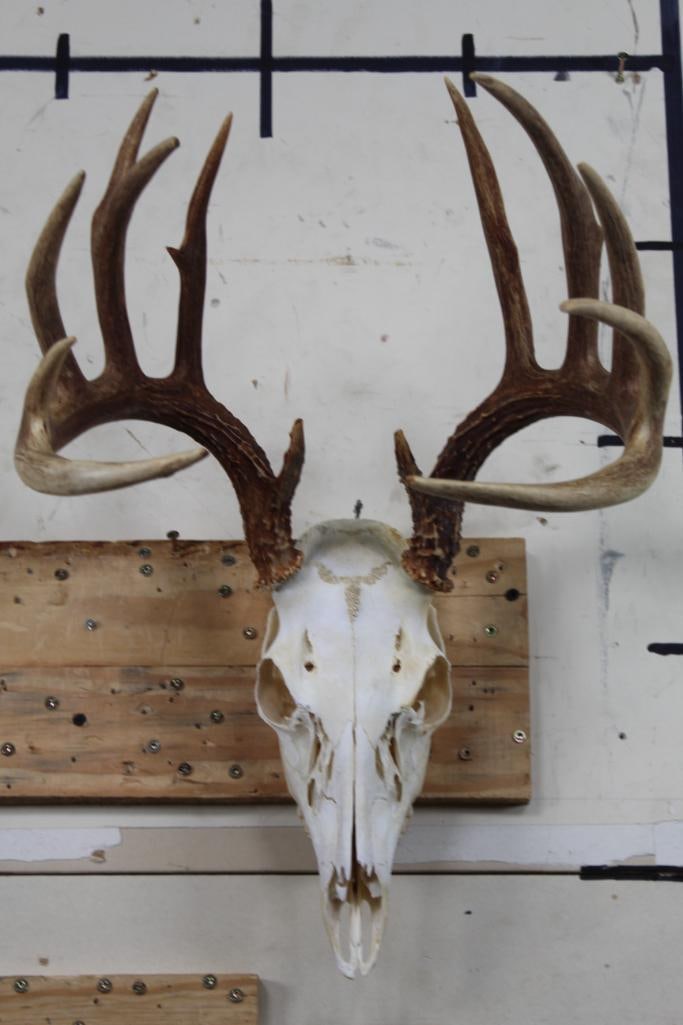 13-Point WHITETAIL Skull with All its Teeth: Very Nice 13-Point WHITETAIL Skull with All its Teeth and a wire hanger. Written on the back is "Scored 148 5/8". TAXIDERMY