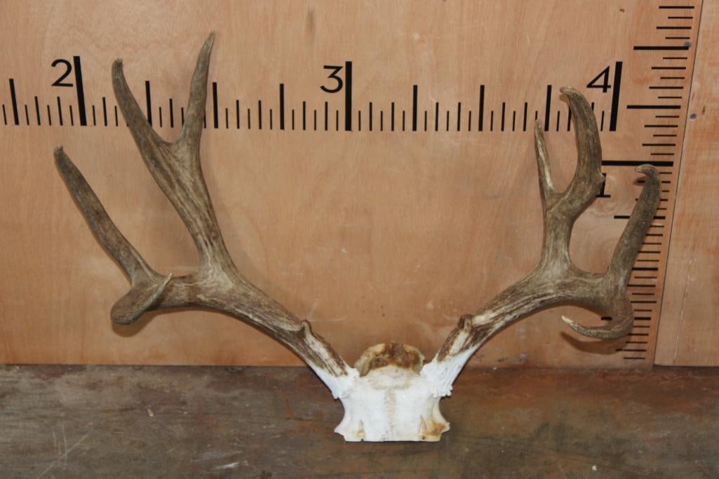 8-Point MULE DEER Antler Rack on a Skull Cap (1 of 3)