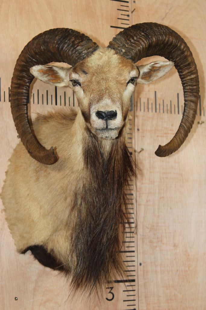 MOUFLON Shoulder Mount (1 of 8)