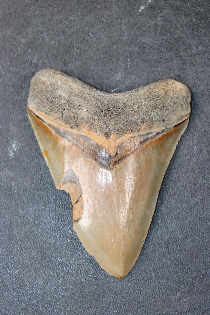 Big MEGALODON Shark Tooth Fossil: Big MEGALODON Shark Tooth Fossil. It has a chip but otherwise is a Nice specimen. It measures 4.5" from the corner to the tip. The Total Weight is 4.8 oz. MEGALODON SHARK TEETH