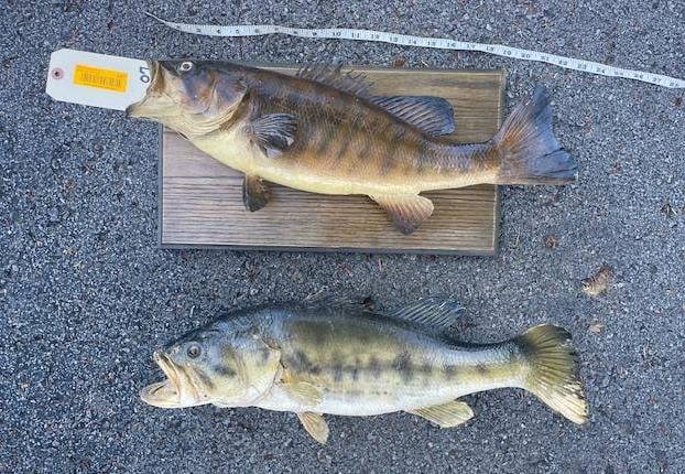 Real Skin Large Mouth Bass Taxidermy, Fish Mount 23 Inches Long