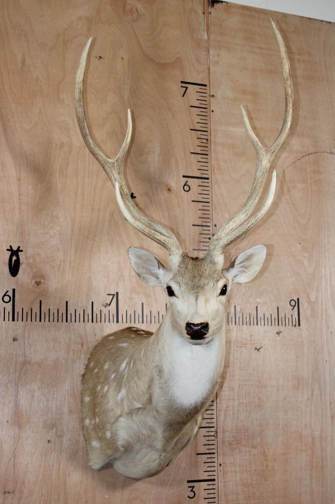 AXIS DEER Shoulder Mount (1 of 10)