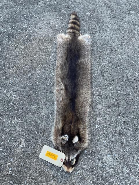 Tanned Monster Sized Midwestern RACCOON Hide: Tanned Monster Sized Midwestern RACCOON Hide/Fur. It measures 51" Long x 8"-11" Wide down the hide. This is the largest Coon Hide we've seen! It will make excellent log cabin or lake house decor. TAXI
