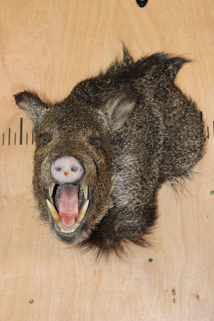 JAVELINA Wall Pedestal: JAVELINA Wall Pedestal. It is in Good Condition. TAXIDERMY 