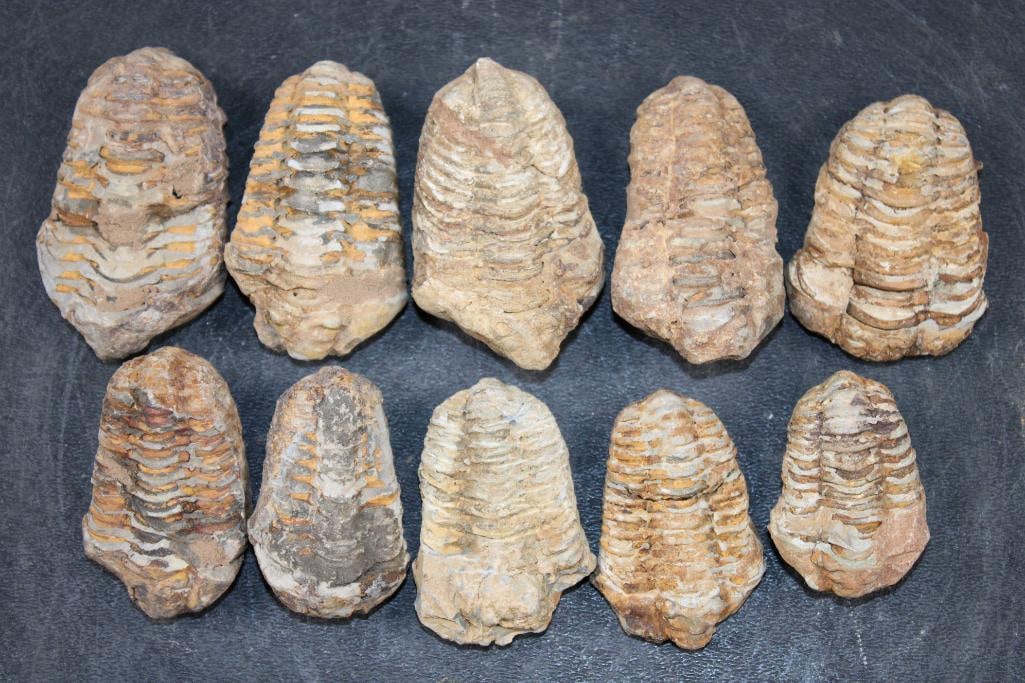 (10) TRILOBITE Fossils from Morocco (ONE$): 10 TRILOBITE Fossils from Morocco. They measure 1.75" to 2.75" Long each. The Total Weight is 14 oz. Trilobites are extinct marine arthropods that for the class Trilobita. Trilobites were among the mo