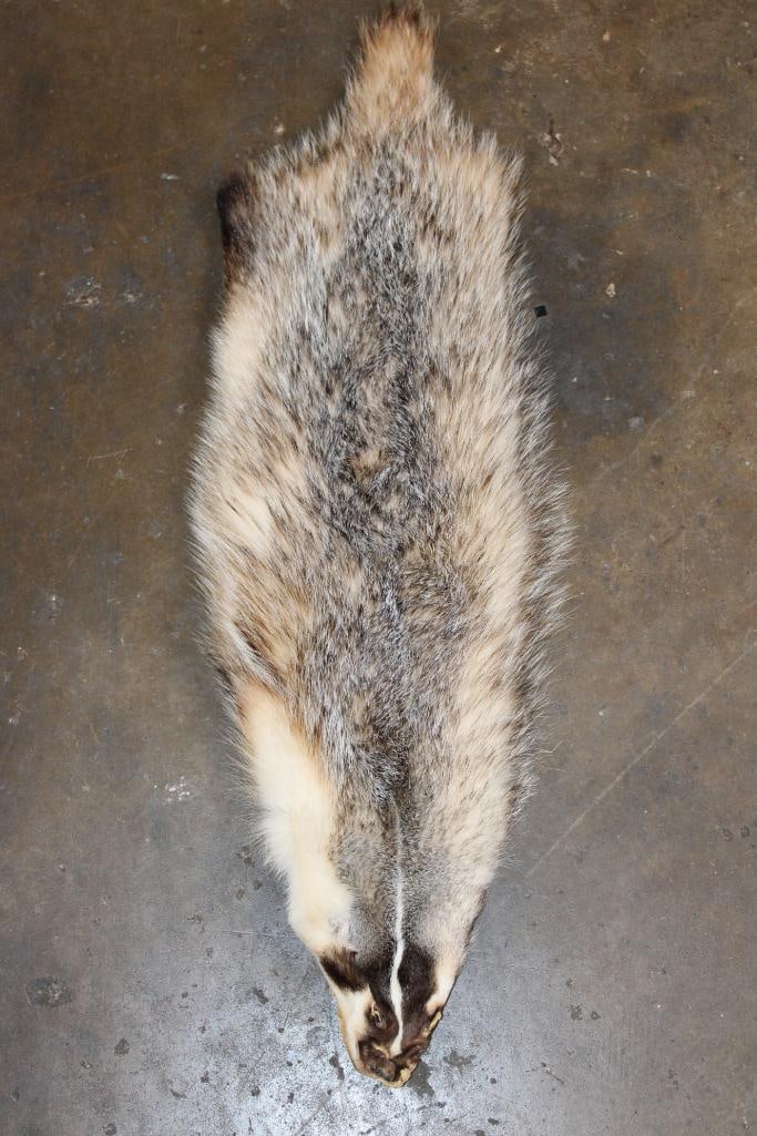 NORTH AMERICAN BADGER Hide or Pelt with No Paws or Claws (1 of 3)