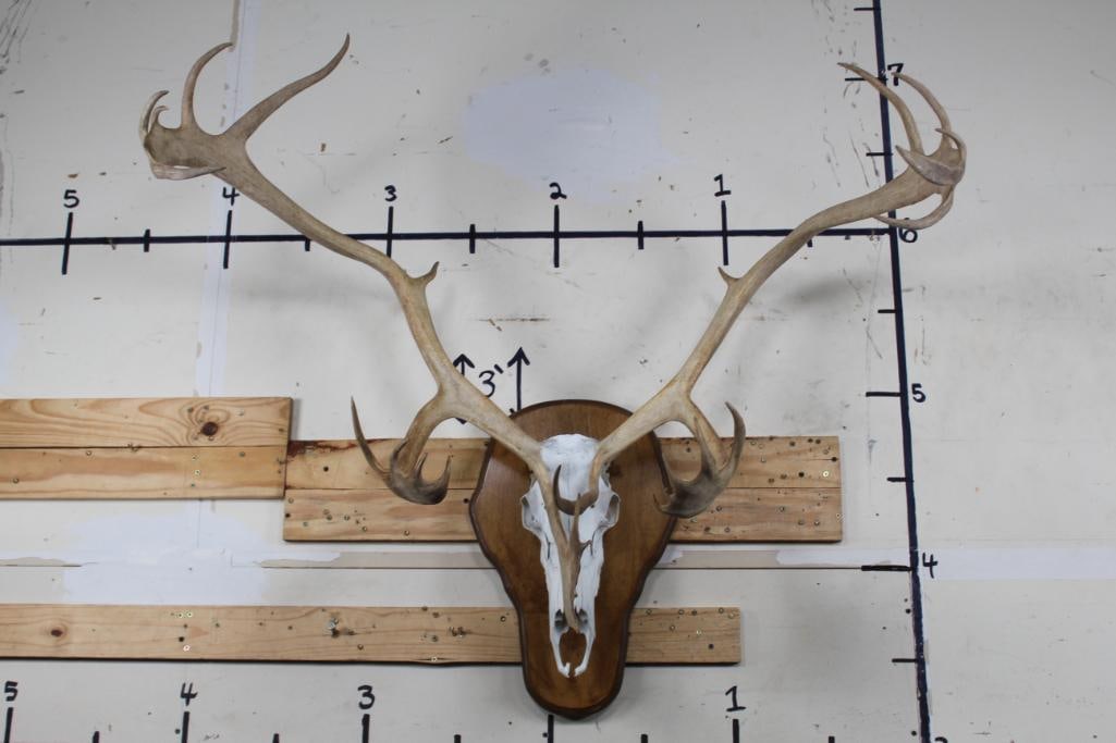 Big 23-Point CARIBOU Skull on a Wooden Plaque (1 of 7)