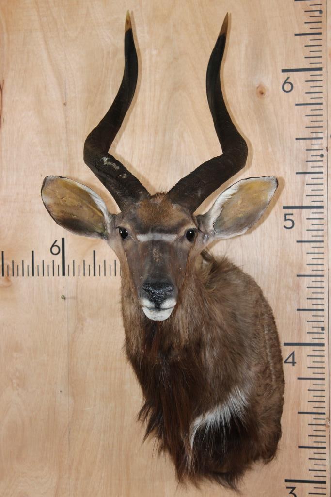 NYALA Shoulder Mount (1 of 10)