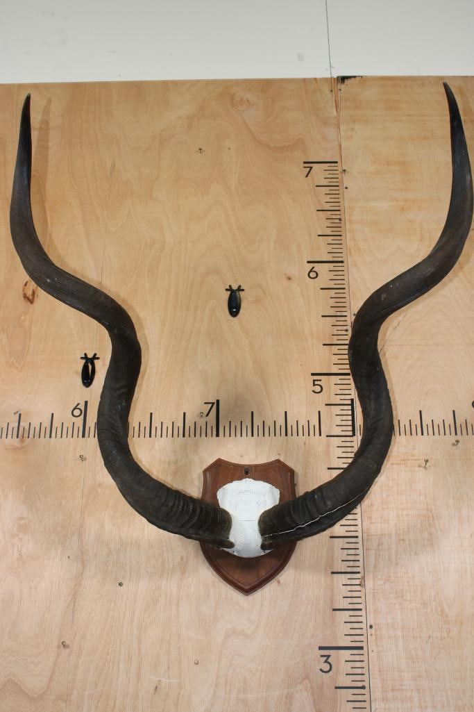 KUDU Horns on a Wooden Plaque (1 of 6)