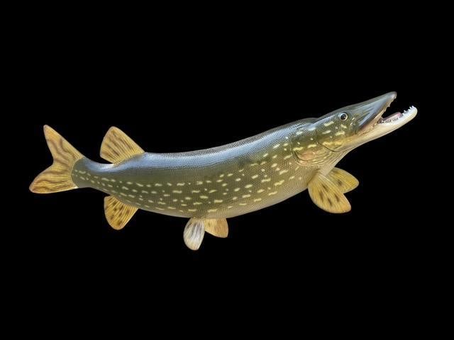 *New in Box* Reproduction NORTHERN PIKE Fish Mount (1 of 4)