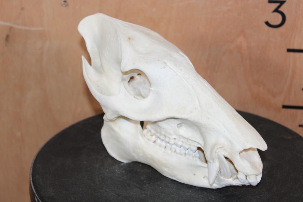 JAVELINA Skull with All its Teeth and a Glued Jaw: Very Nice JAVELINA Skull. It has All its Teeth and a Glued Jaw. It measures 8.75" Long x 4" Wide x 6" Tall. TAXIDERMY 