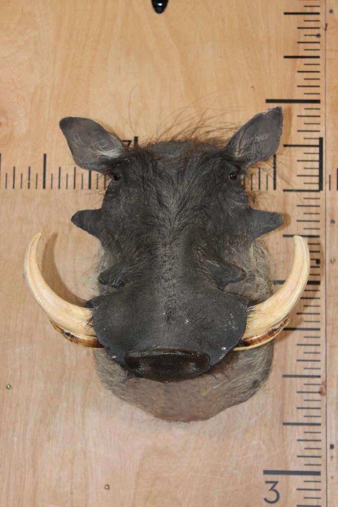 WARTHOG Shoulder Mount: Nice, Newer WARTHOG Shoulder Mount. The Left Tusk measures 7.5" Long and the Right Tusk measures 7 5/8" Long. It is in Good Condition. TAXIDERMY 