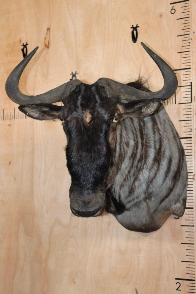 BLUE WILDEBEEST Shoulder Mount (1 of 8)