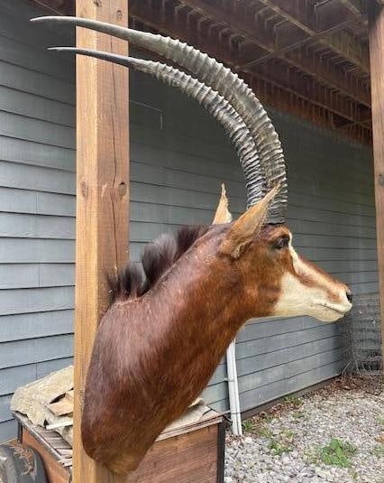 African SABLE ANTELOPE Shoulder Mount with Removable Horns (1 of 5)