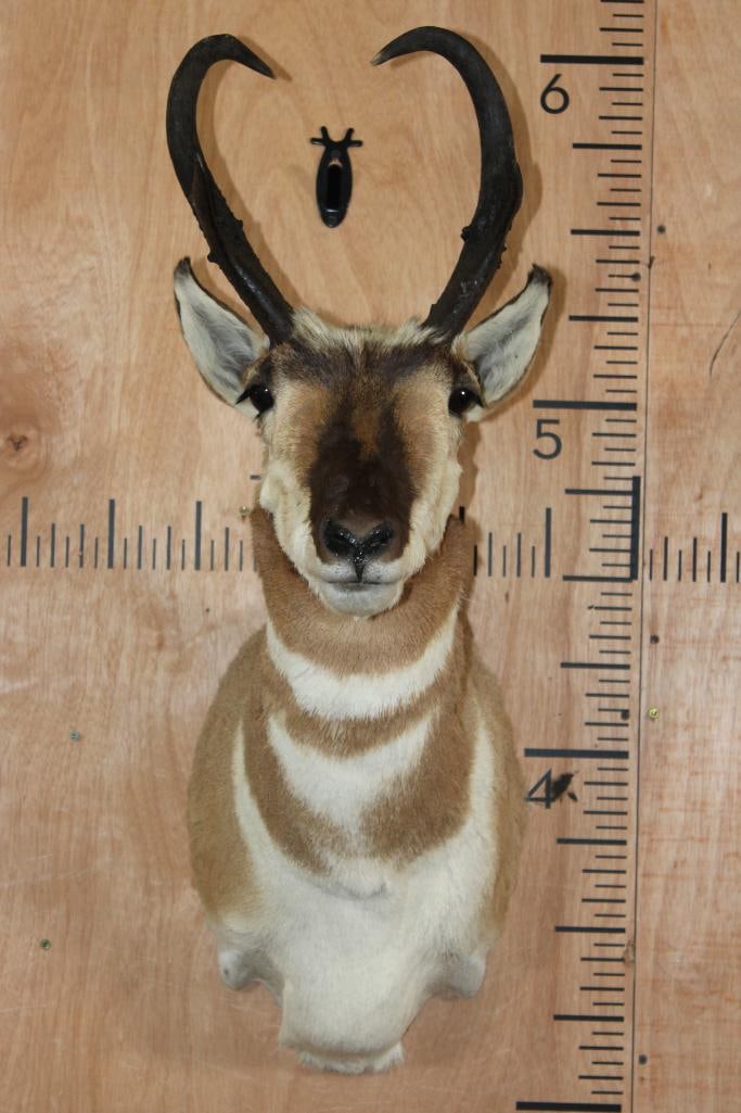 PRONGHORN Shoulder Mount (1 of 8)