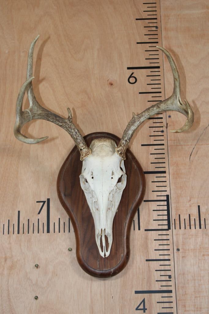 7-Point WHITETAIL DEER Skull on a Wood Plaque: 7-Point WHITETAIL DEER Skull on a Wood Plaque. It has All its Teeth. TAXIDERMY