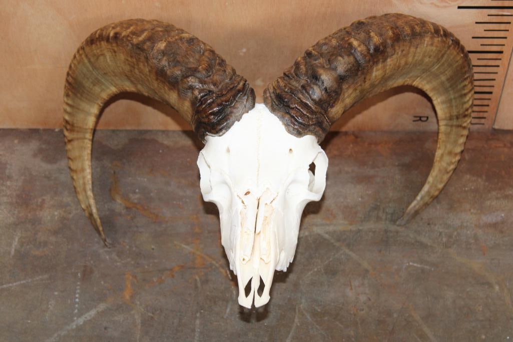 MOUFLON SHEEP Skull: MOUFLON SHEEP Skull. The Left and Right Horn measure 23.25" Long each and 9 7/8" around the Horn Base. TAXIDERMY