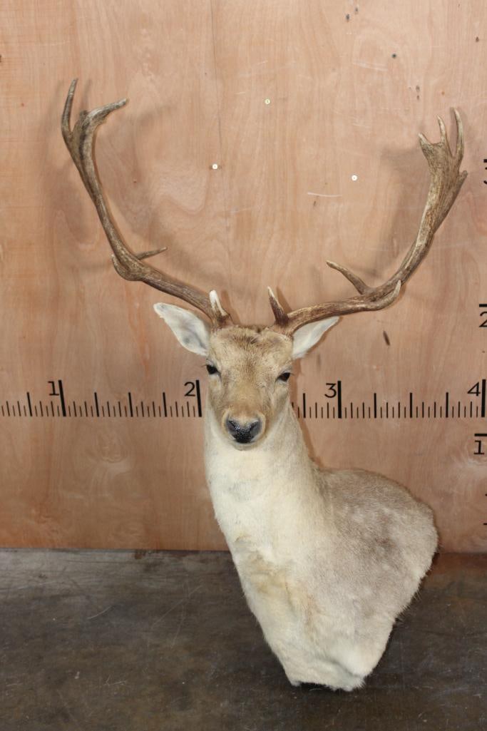 XL COMMON FALLOW DEER Pedestal Mount with No Pedestal: XL COMMON FALLOW DEER Pedestal Mount with No Pedestal. It has a 31" Spread and a 1" Square Receiver. It is in Very Good Condition. TAXIDERMY 